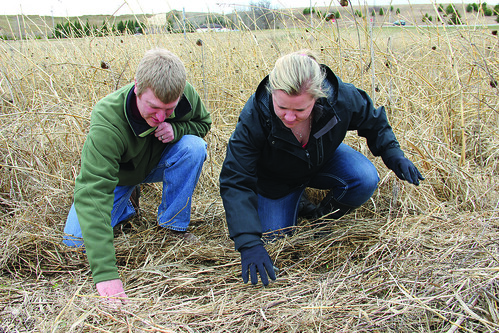 Sippl and Nichol assessing clover cover crop establishment