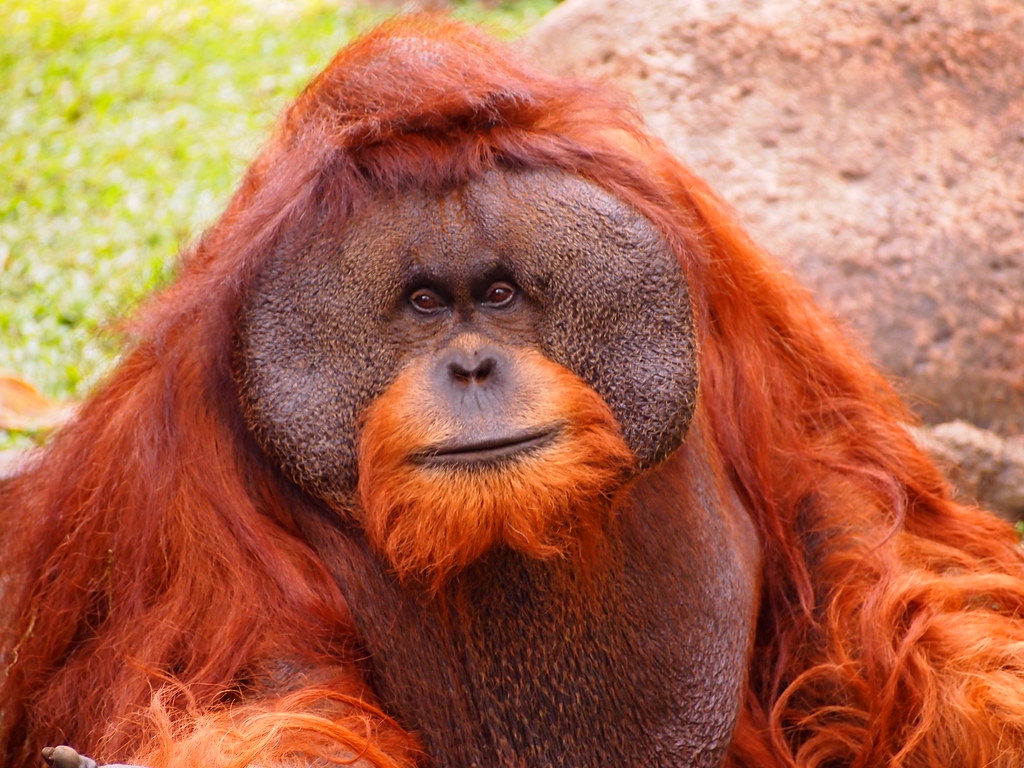 Round face  orangutan  Indonesia Michelle Kovacevic Flickr