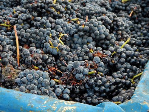 Purple grapes ready for harvest and be made into wine in the region of Rioja in Spain