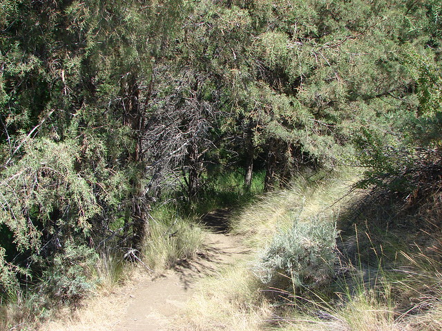 Alder Springs Trail