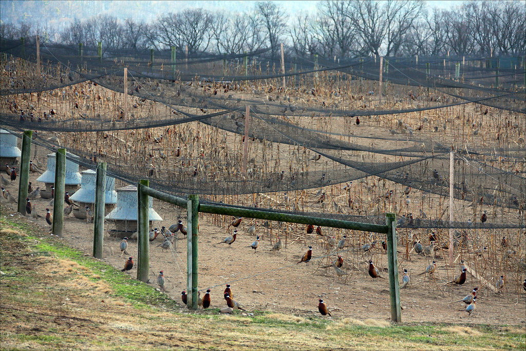 Pheasant farm. | Here's a long view of part of the game bird… | Flickr