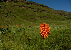 field of red hot pokers