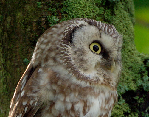 Pärluggla / Boreal Owl
