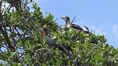 Isla de las aves, Tumbes, Perú
