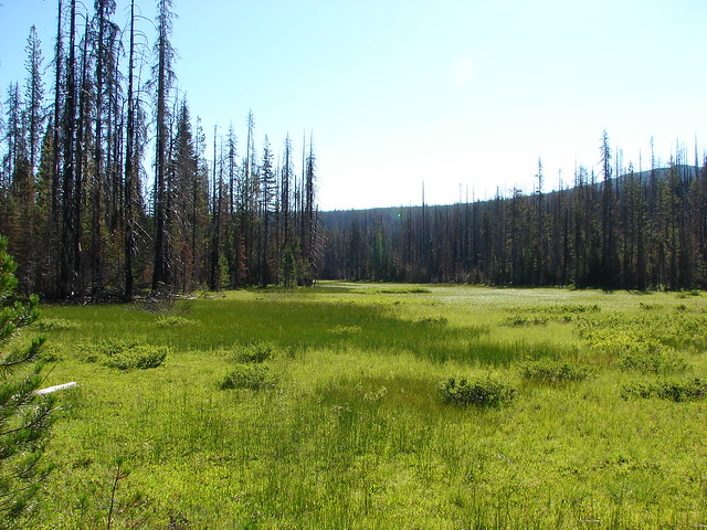 Meadow along the Patjens Lake Trail