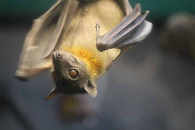 Straw-Colored Fruit Bat (2)