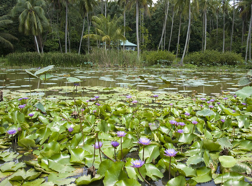 Kampong from the lily pond at Pulau Ubin