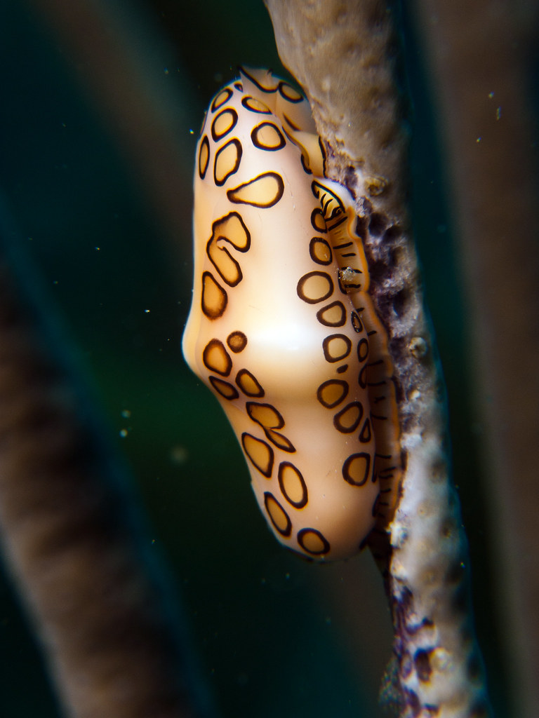 Image result for flamingo tongue snail