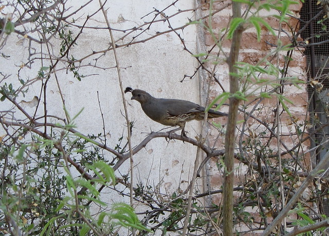 Gambel´s quail female