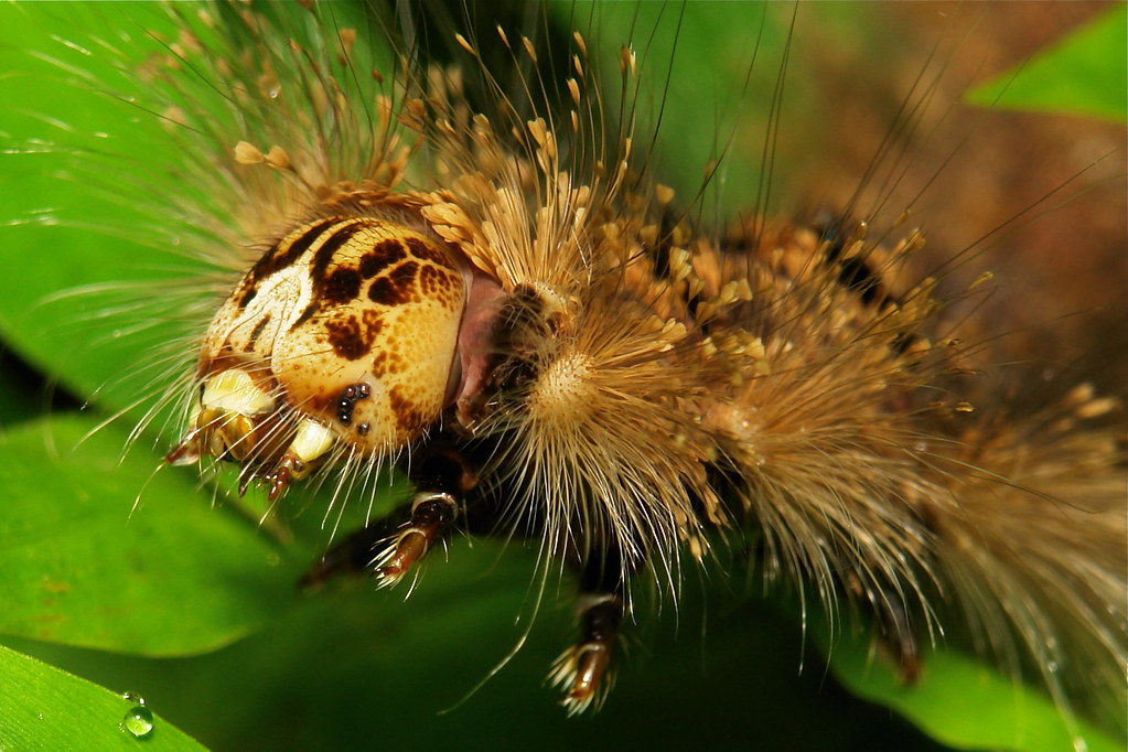 how-many-eyes-does-a-caterpillar-have-caterpillars-have-s-flickr