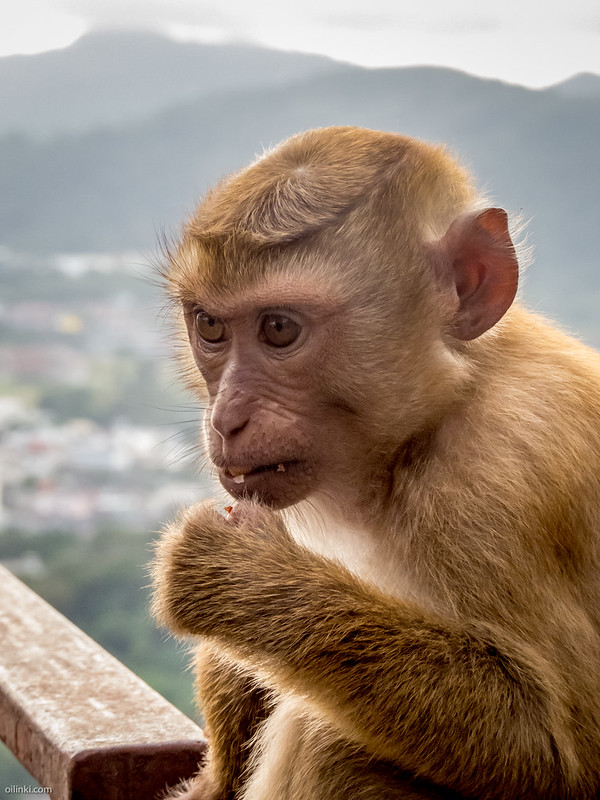 Monkey thinking