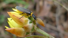Soldier Beetle on Golden Everlasting