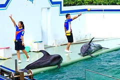 Dolphin Show at Shinagawa Aquarium : しながわ水族館のイルカのショー