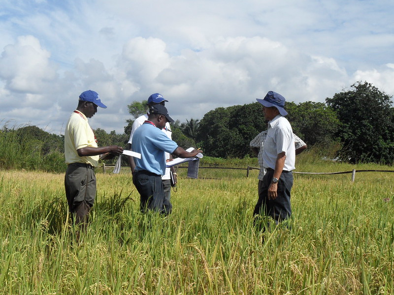 Tanzania - breeders inspect rice variety trial