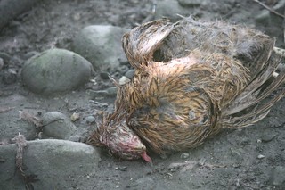 鳥籠內地面泥濘不堪，地上可見三隻鳥應該已死亡多時。圖片提供：台灣動物社會研究會