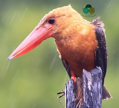 Brown-Winged Kingfisher in the rain