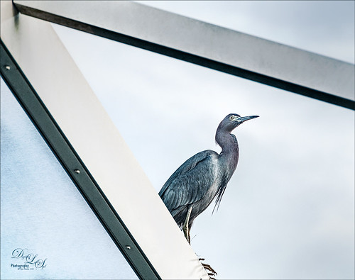Image of a Little Blue Heron