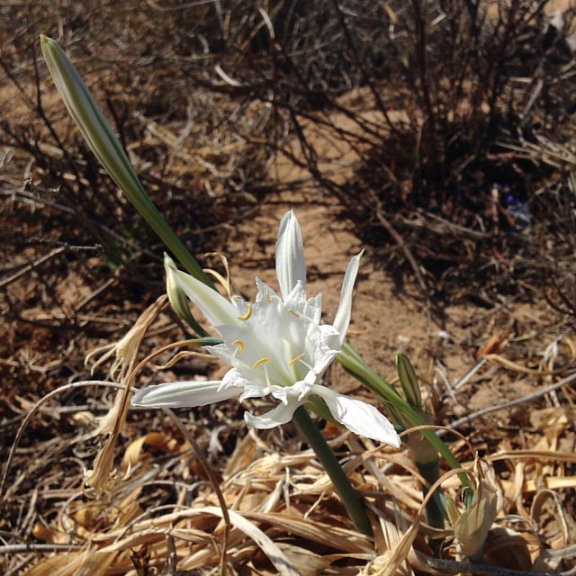 Beach lily on the dunes