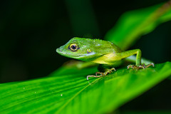 Bronchocela rayaensis, Gunung Raya green-crested lizard - Khao Sok National Park