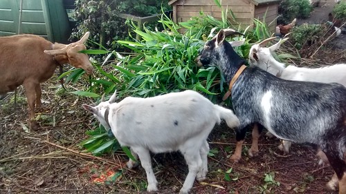goats eating bamboo Oct 16 2