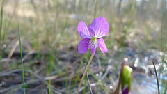 Viola betonicifolia flower