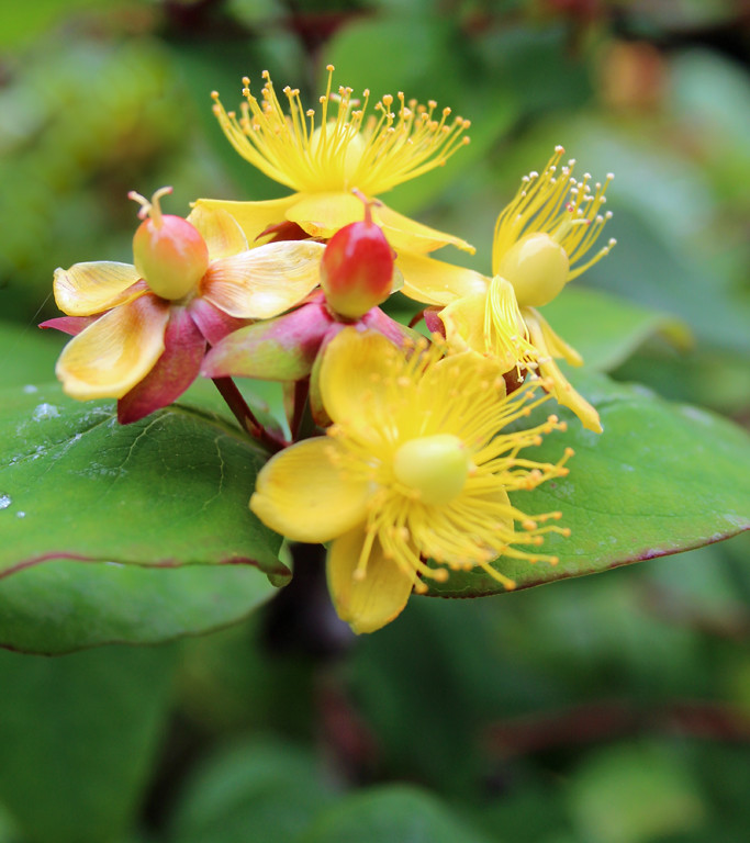 Yellow flowered shrub | Yellow flowers and red berries on ga… | Flickr