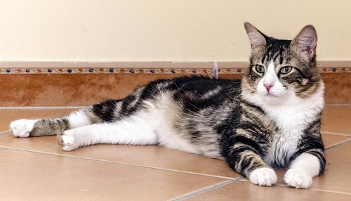 Peter, precioso y buenísimo gatito cruce con Bosque de Noruega esterilizado, nacido en Junio´15, en adopción. Valencia. ADOPTADO.  29799765322_9932b4a1f7