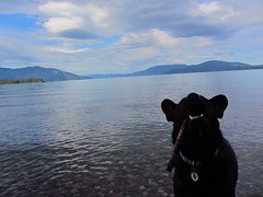 Olive at Lake Pend Oreille