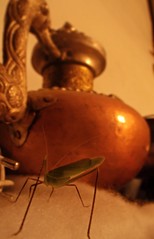 Grasshopper & Tibetan tea pot