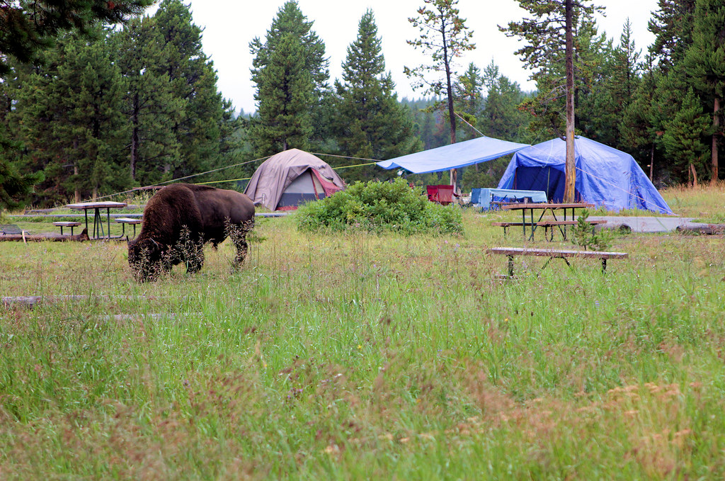Bison (Buffalo) in Bridge Bay Campground, Yellowstone National Park, Wyoming