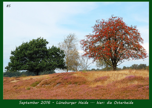 Lüneburger Heide - Hochmoor Pietzmoor - Osterheide - September 2016 - Fotos und Collagen: Brigitte Stolle