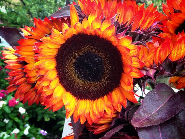 Red Sunflower | Flickr - Photo Sharing!