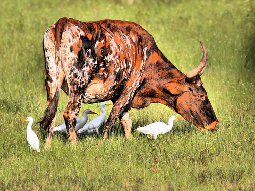 Cow and Cattle Egrets HDR 2-20160905