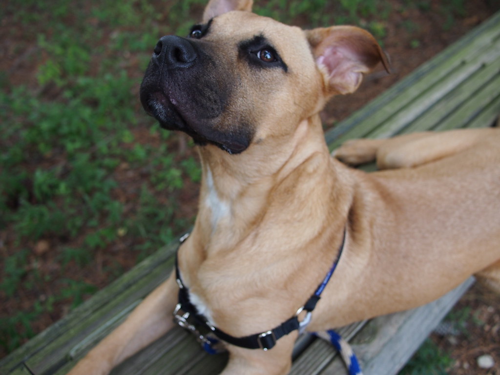 Tanner Tanner Is A Handsome Great Dane Mastiff Mix Who’s