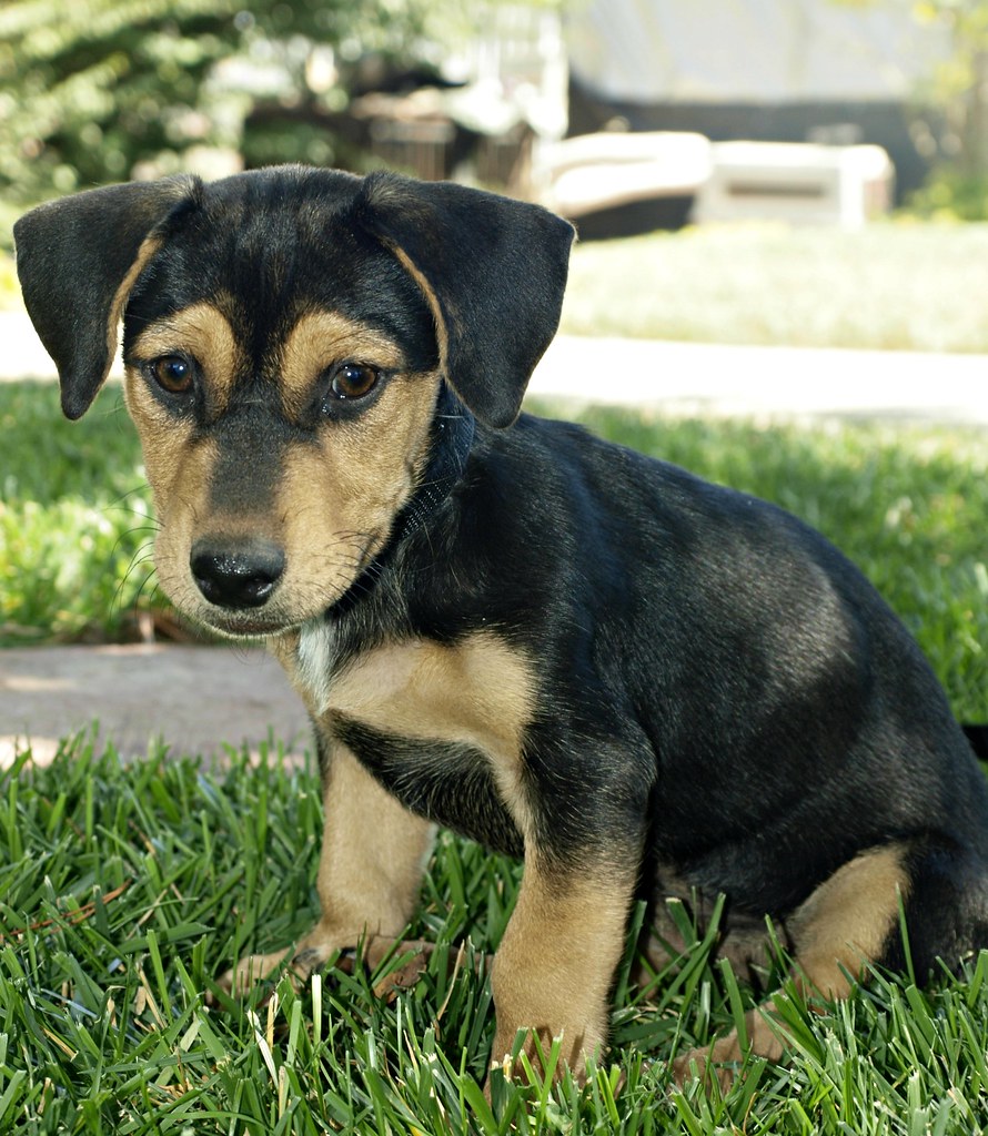 Rescue Dog Dachshund/Shepherd Mix Puppy My name is D