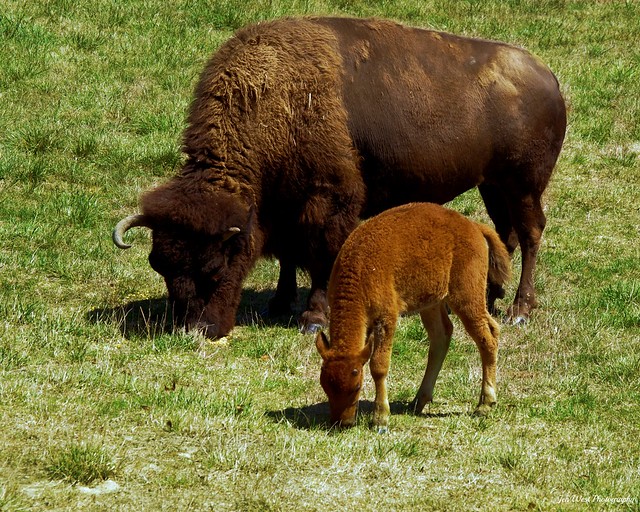 Bison --Wildlife Prairie Park