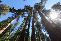 Sequoias, Mariposa Grove