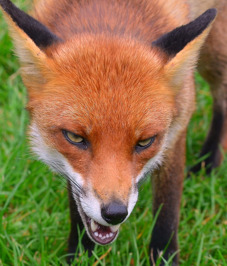 Cunning Fox Meaning In Urdu