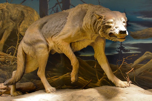 Dire wolf | Dire wolf (Canis dirus) at Page Museum, La Brea … | Flickr