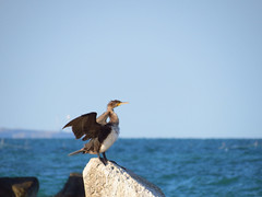 A cormorant in Cap Aurora (AP4M3084-1PSP)
