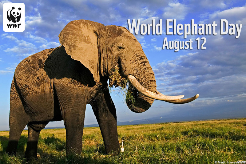 WWF Celebrates World Elephant Day | African elephants, the w… | Flickr
