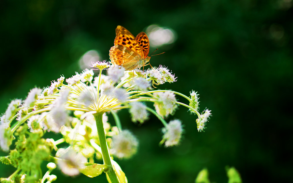 4K Resolution Retina Wallpaper 16:10 - Butterfly | Flickr - Photo ...