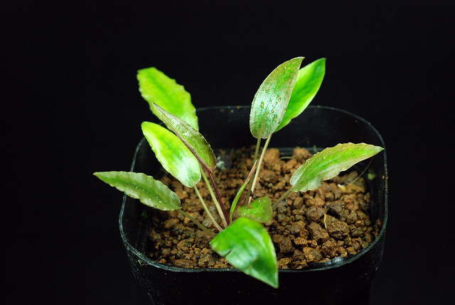 Криптокорина маленькая (Cryptocoryne minima), фото фотография аквариумные растения 