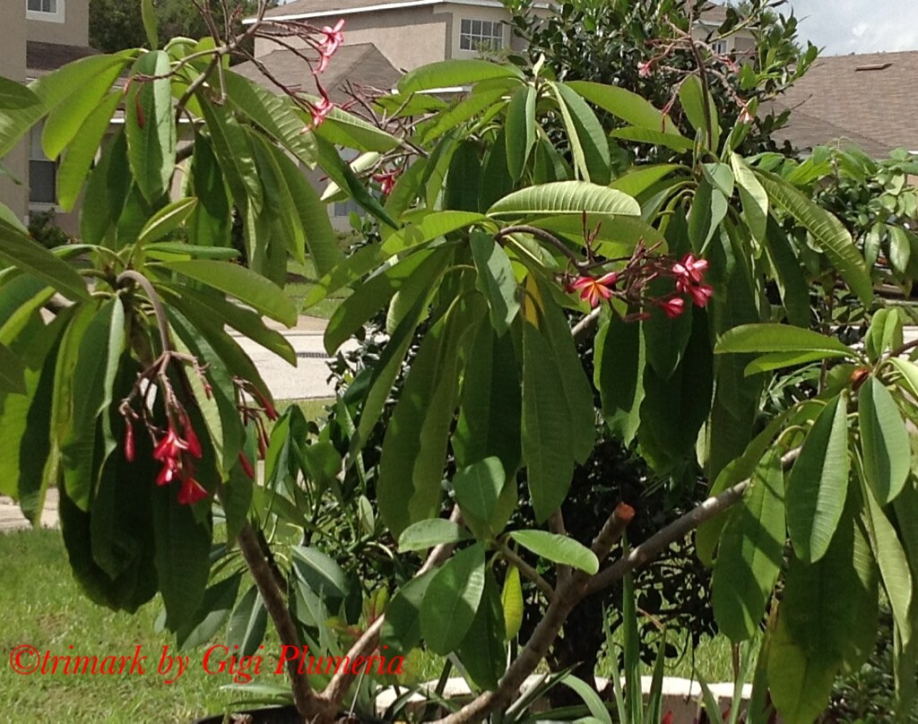 signs of plumeria rot (my Trimark plumeria root rot) Flickr