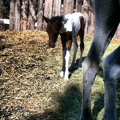 ... her foal. The foal's a filly.