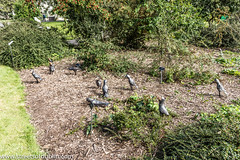 Murder Of Crows by Bernadette Doolan: Sculpture In Context 2012 at the National Botanic Gardens
