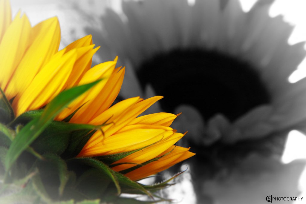 Be like a Sunflower..... | ....don´t follow the Shadow, but … | Flickr