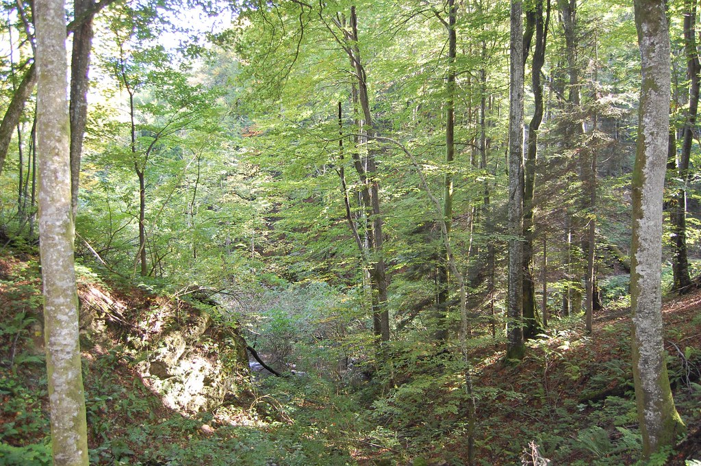 Bosque en Plitvice