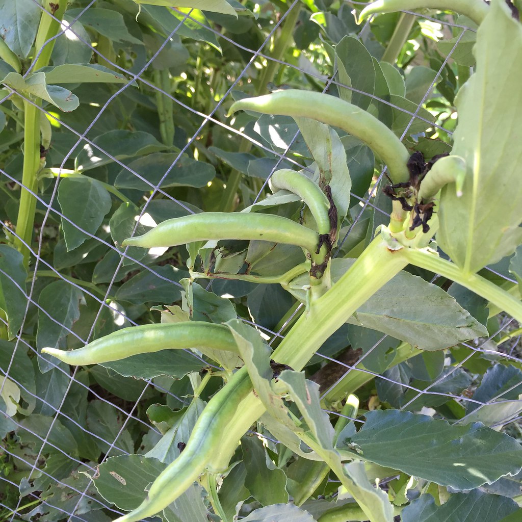 close up shot of several, almost ready to harvest broad bean pods, still on the stalk