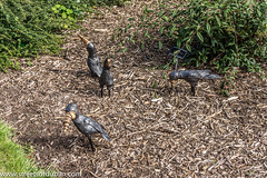 Murder Of Crows by Bernadette Doolan: Sculpture In Context 2012 at the National Botanic Gardens